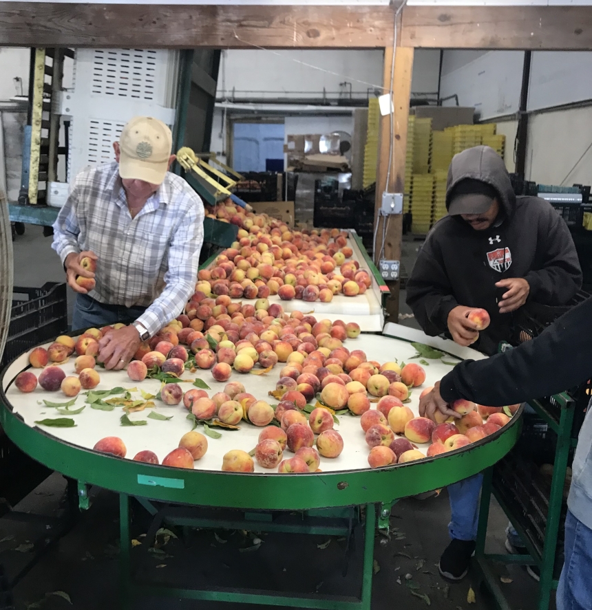 Briermere Farms - Where we get our peaches.